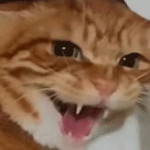 哈基康的头像-老婶的菜单